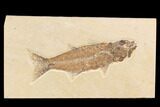 Bargain, Mioplosus Fossil Fish - Uncommon Species #91579-1